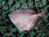 SMOOTH DORY 